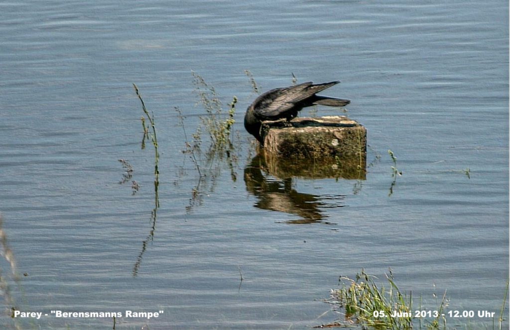 Hochwasser- 2013_06_05-005-Parey.jpg